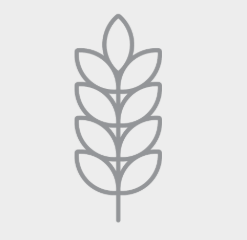 Ícone para grãos miúdos